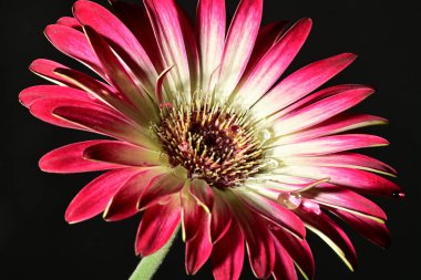 Koyu arkaplanda güzel parlak bir çiçek 