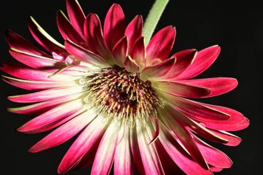 Koyu arkaplanda güzel parlak bir çiçek 