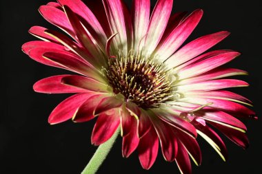 Koyu arkaplanda güzel parlak bir çiçek 