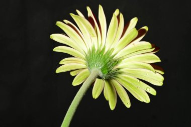 Koyu arkaplanda güzel parlak bir çiçek 