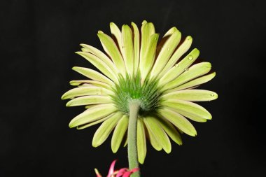 Koyu arkaplanda güzel parlak bir çiçek 