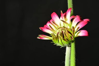 Koyu arkaplanda güzel parlak bir çiçek 