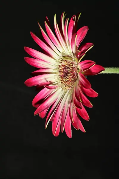 beautiful bright flower on dark background