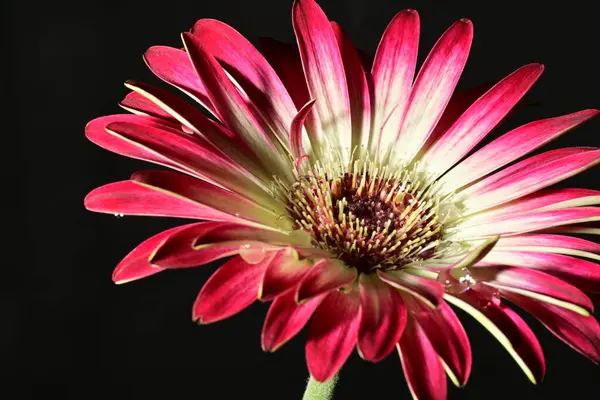 Koyu arkaplanda güzel parlak bir çiçek 