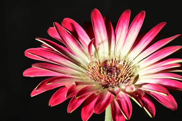 Koyu arkaplanda güzel parlak bir çiçek 