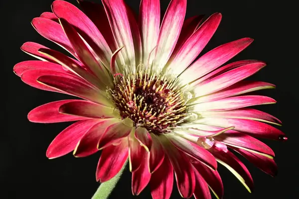 Koyu arkaplanda güzel parlak bir çiçek 