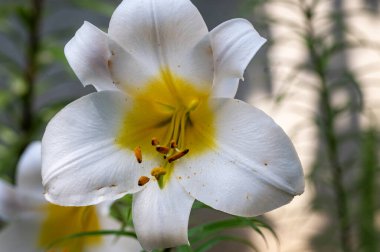 Güzel, parlak çiçek açıyor, kapat.