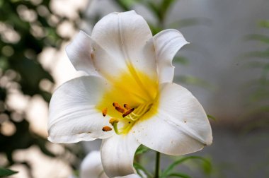 Güzel, parlak çiçek açıyor, kapat.