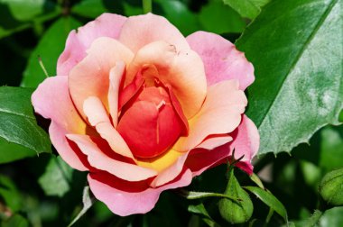 Güzel, parlak çiçek açıyor, kapat.