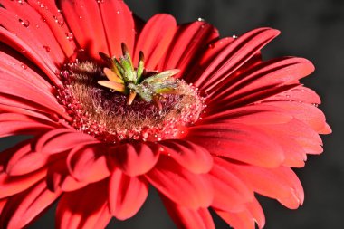 Koyu arkaplanda güzel parlak bir çiçek 