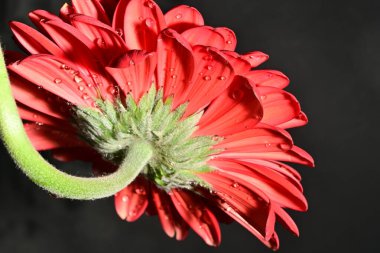 Koyu arkaplanda güzel parlak bir çiçek 