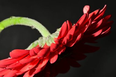 Koyu arkaplanda güzel parlak bir çiçek 