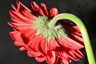 Koyu arkaplanda güzel parlak bir çiçek 