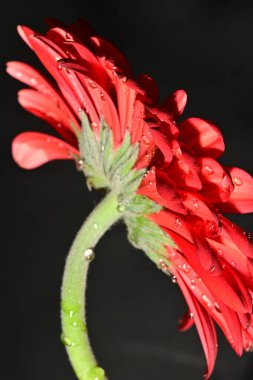 Koyu arkaplanda güzel parlak bir çiçek 