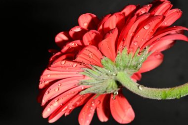 Koyu arkaplanda güzel parlak bir çiçek 