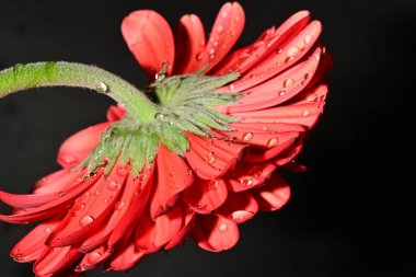 Koyu arkaplanda güzel parlak bir çiçek 