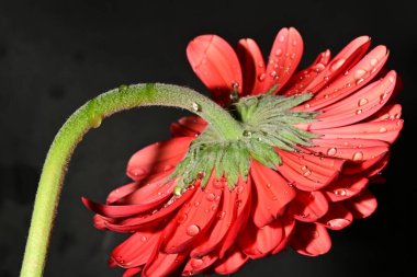 Koyu arkaplanda güzel parlak bir çiçek 