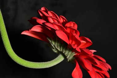 Koyu arkaplanda güzel parlak bir çiçek 