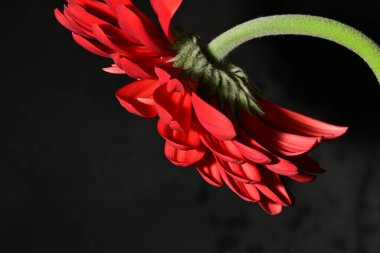 Koyu arkaplanda güzel parlak bir çiçek 