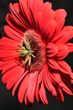 Koyu arkaplanda güzel parlak bir çiçek 