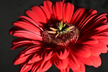 Koyu arkaplanda güzel parlak bir çiçek 