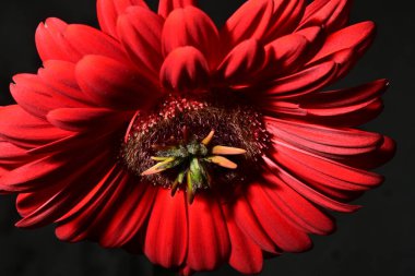 Koyu arkaplanda güzel parlak bir çiçek 