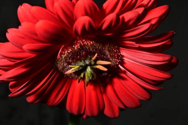 Koyu arkaplanda güzel parlak bir çiçek 