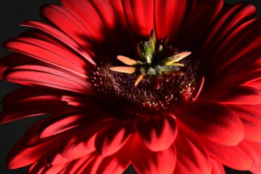 Koyu arkaplanda güzel parlak bir çiçek 