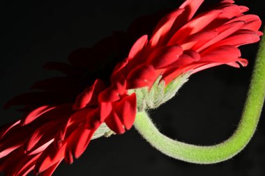 Koyu arkaplanda güzel parlak bir çiçek 