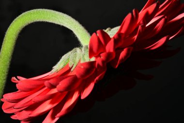 Koyu arkaplanda güzel parlak bir çiçek 