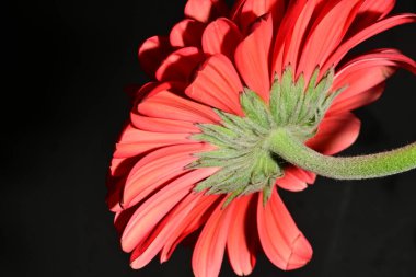 Koyu arkaplanda güzel parlak bir çiçek 