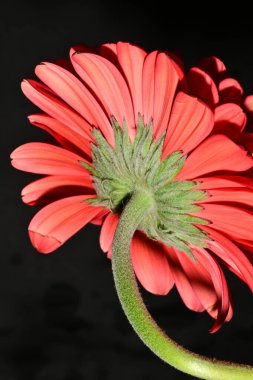 Koyu arkaplanda güzel parlak bir çiçek 