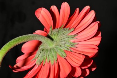 Koyu arkaplanda güzel parlak bir çiçek 