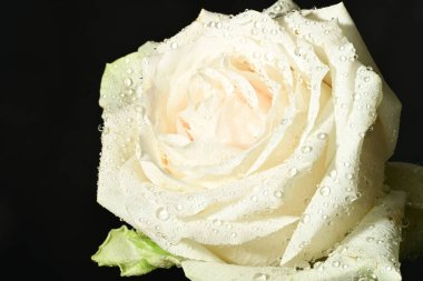 Güzel parlak gül çiçeği, kapat