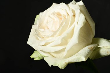 Güzel parlak gül çiçeği, kapat