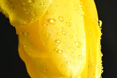 Koyu arkaplanda güzel, parlak lale çiçeği 