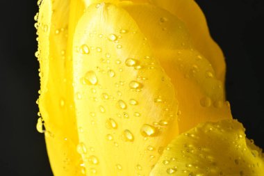 Koyu arkaplanda güzel, parlak lale çiçeği 