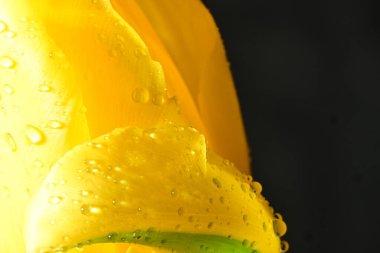 Koyu arkaplanda güzel, parlak lale çiçeği 