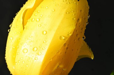 Koyu arkaplanda güzel, parlak lale çiçeği 