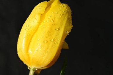 Koyu arkaplanda güzel, parlak lale çiçeği 