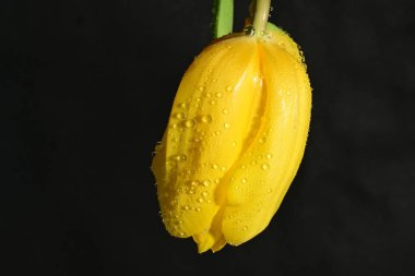 Koyu arkaplanda güzel, parlak lale çiçeği 