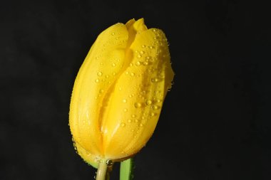 Koyu arkaplanda güzel, parlak lale çiçeği 