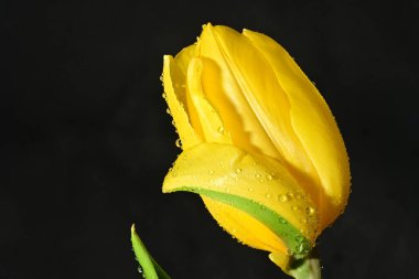 Koyu arkaplanda güzel, parlak lale çiçeği 