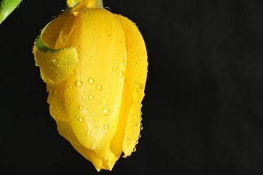 Koyu arkaplanda güzel, parlak lale çiçeği 