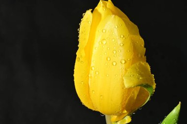 Koyu arkaplanda güzel, parlak lale çiçeği 