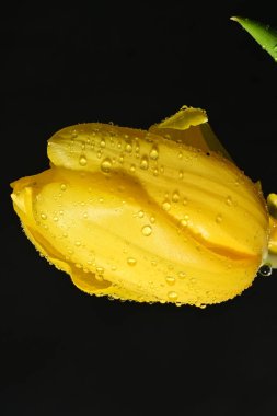 Koyu arkaplanda güzel, parlak lale çiçeği 