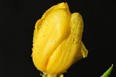 Koyu arkaplanda güzel, parlak lale çiçeği 