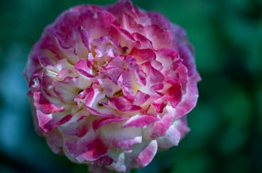 Güzel parlak çiçek, kapat