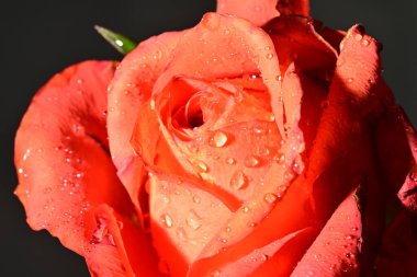 Güzel parlak gül çiçeği, kapat