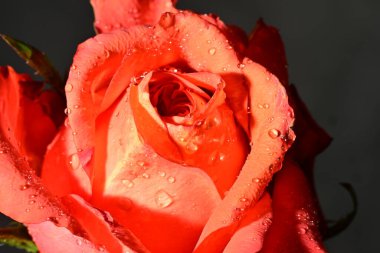 Güzel parlak gül çiçeği, kapat